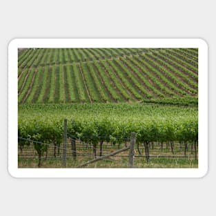 Vineyards 4 Sticker